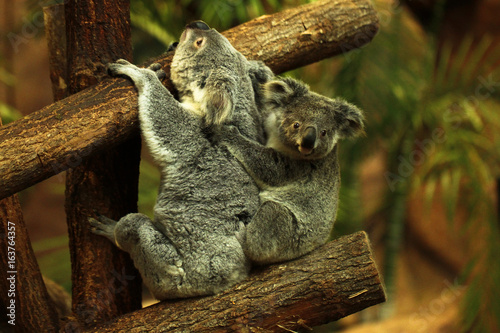 Photography Beauval Koala