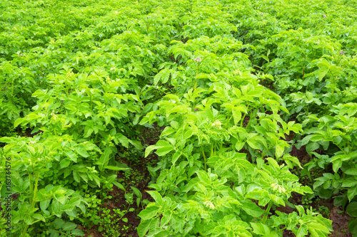 Potato field. Inflorescence Bush.