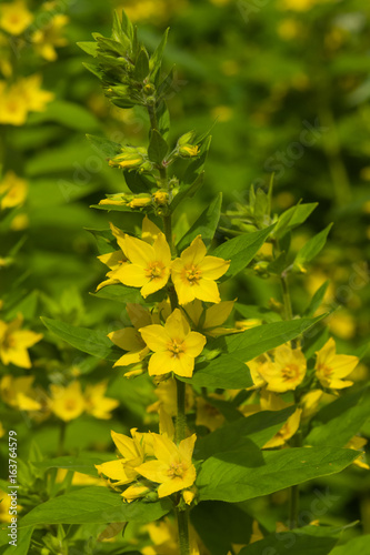Garden or Yellow loosestrife, Lysimachia vulgaris, blossom close-up, selective focus, shallow DOF