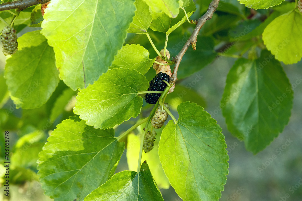 Fresh ripe mulberry berries on the branch Fresh ripe mulberry berries on the branch