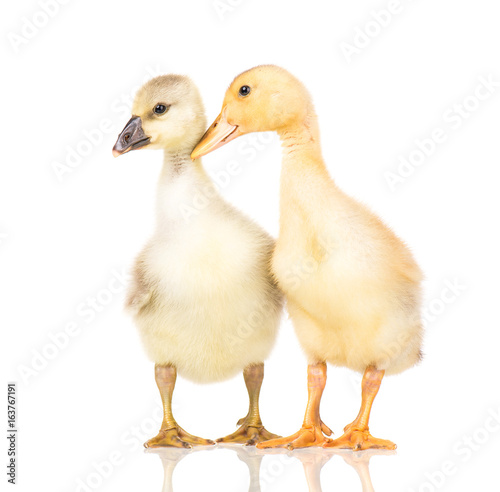 Cute little newborn fluffy gosling and duckling. Two young goose and duck isolated on a white background. Nice birds.