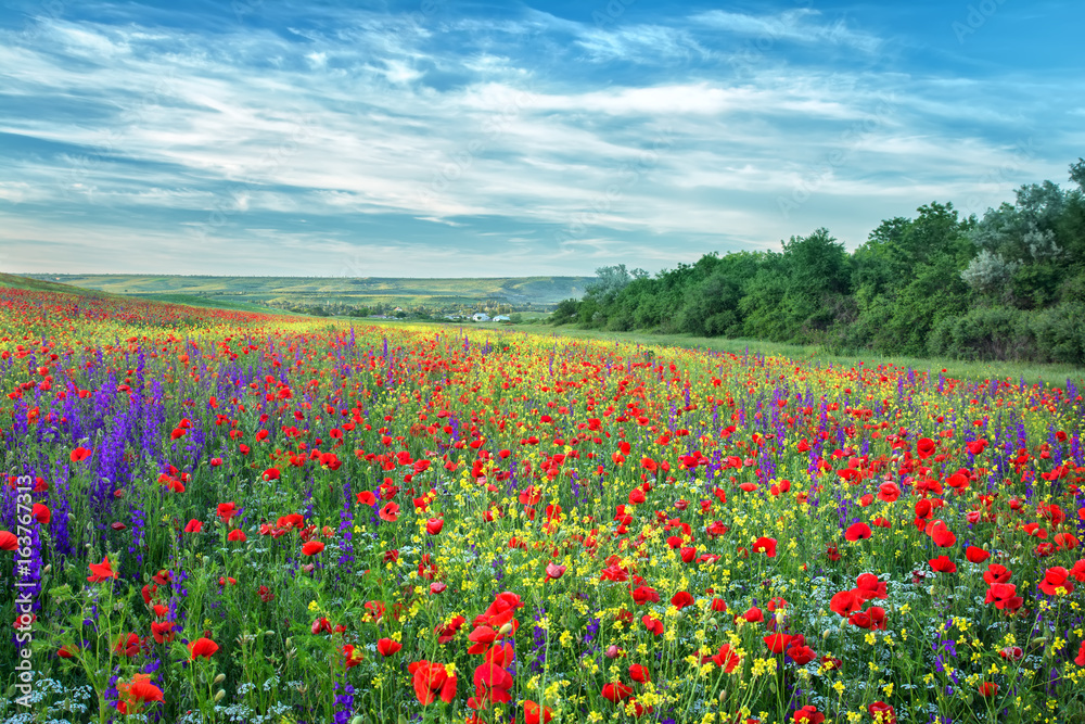 Beautiful field, wildflowers and red poppies