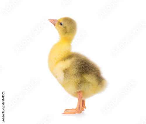 Cute little newborn yellow fluffy gosling. One young goose isolated on a white background. Nice geese big bird.