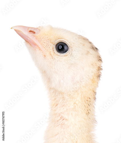 Cute little newborn chicken turkey, isolated on white background. One young nice big bird, close-up head.