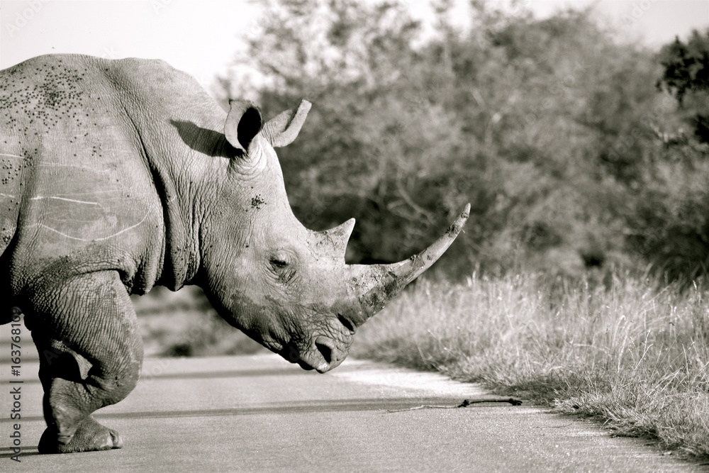 Fototapeta premium Rhinocéros Parc Kruger Afrique du Sud