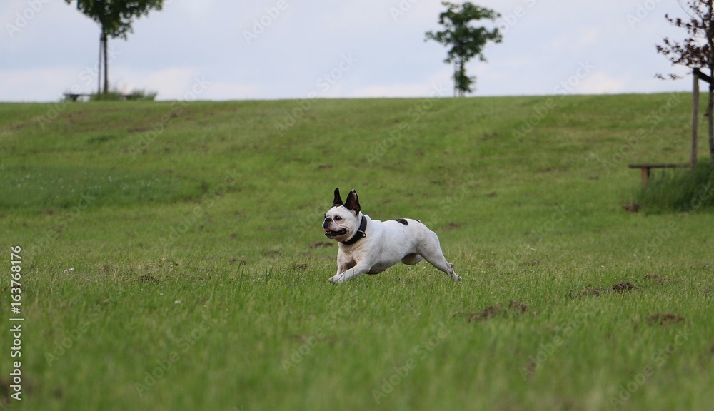 französische bulldogge hat spaß im garten französische bulldogge hat spaß im garten
