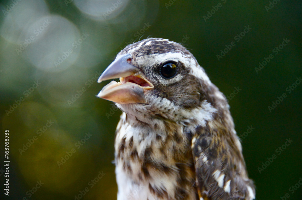 Obraz premium Oiseaux