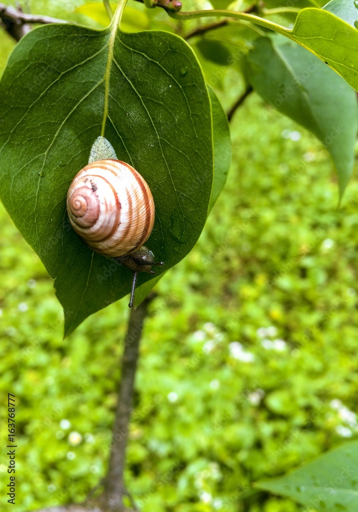 Snail with a house on a green leaf after rain Snail with a house on a green leaf after rain
