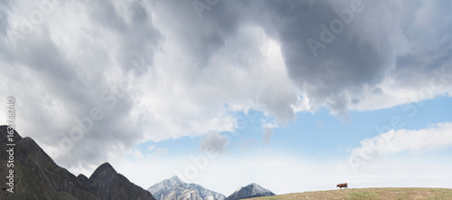 Panoramic view of distant cow on hill in mountain landscape photo