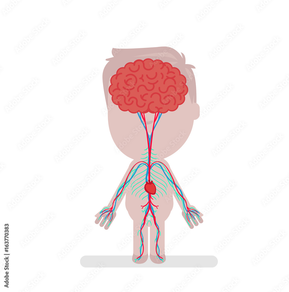 Obraz premium Human body anatomy vector illustration