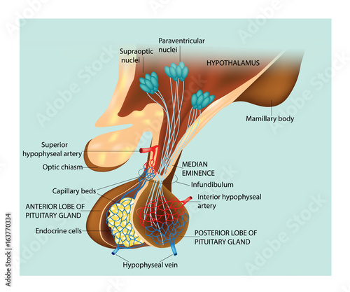 Medical Education for Pitutary Gland Diagram and Hypothalamus.  photo