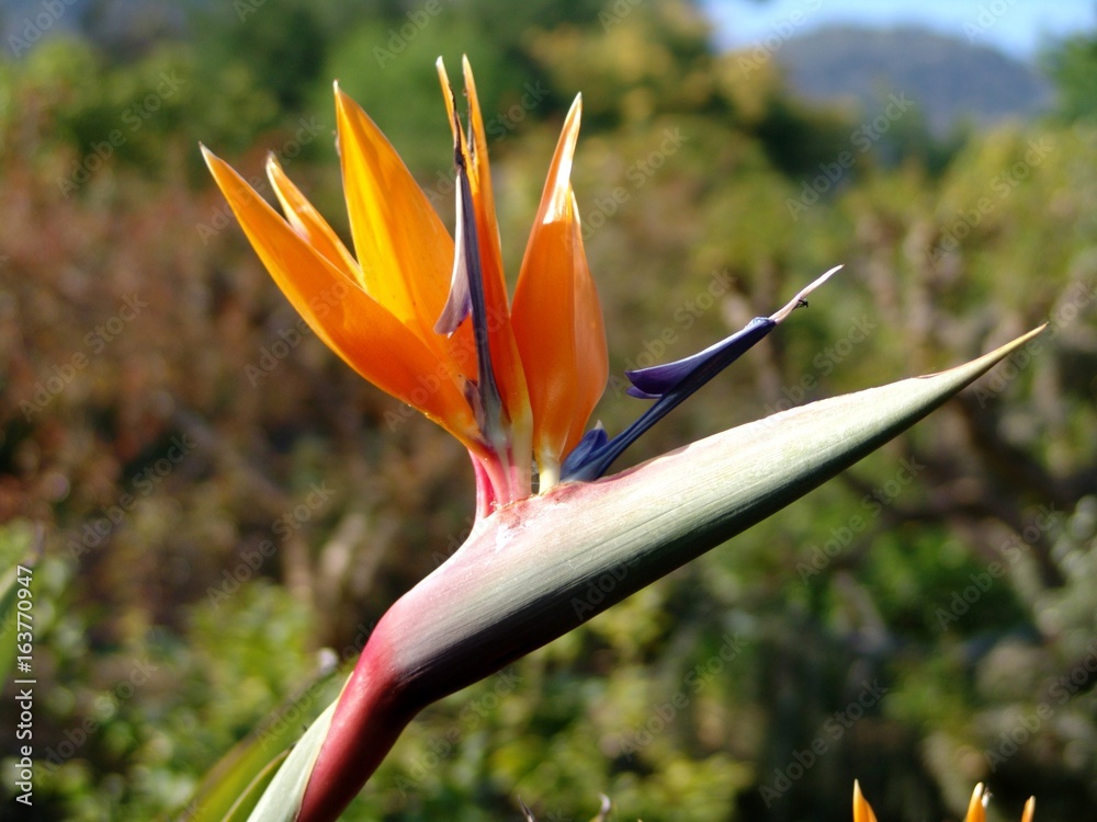 Obraz premium Oiseau de paradis