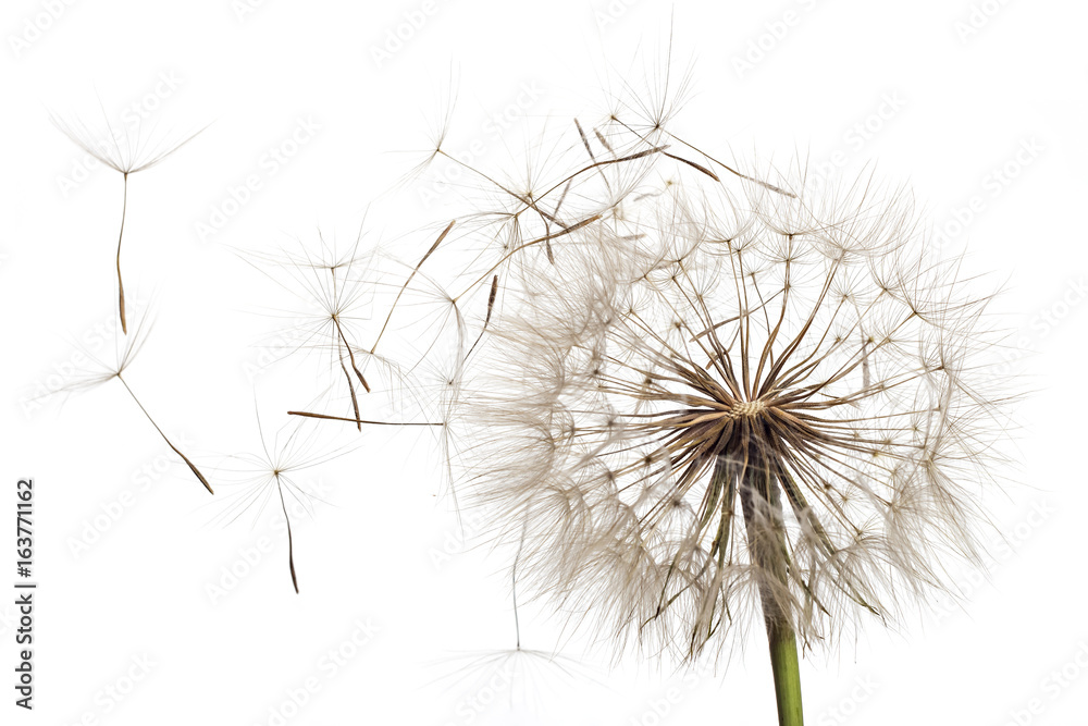 White fluffy flower Tragopogon dubius, yellow salsify, wild oysterplant, goat`s beard, and seeds on white background. Big dandelion White fluffy flower Tragopogon dubius, yellow salsify, wild oysterplant, goat`s beard, and seeds on white background. Big dandelion