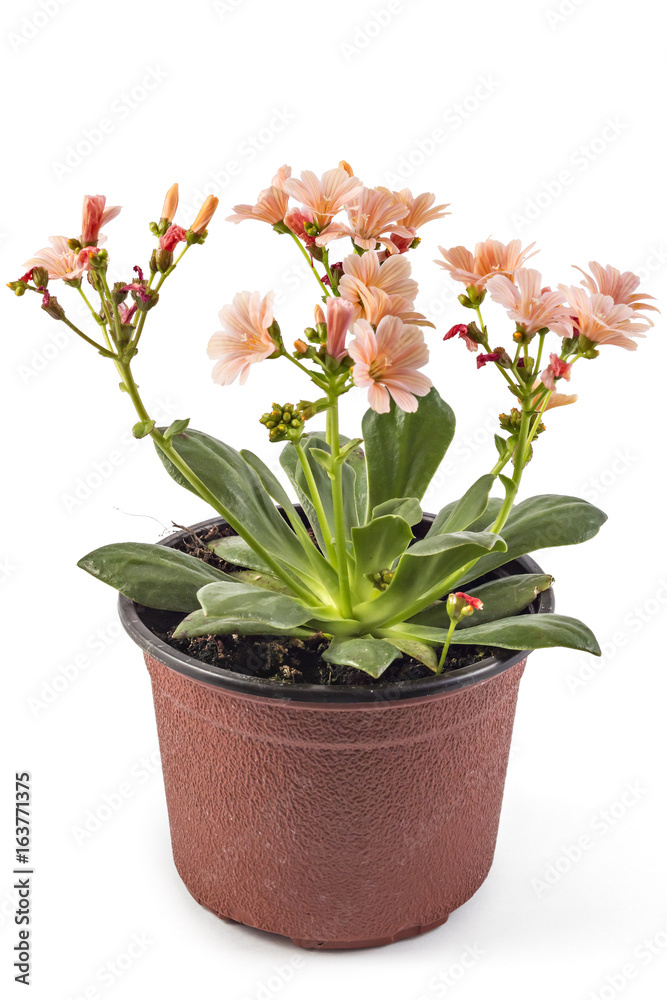 Orange flowers Hippeastrum in flower pot, isolated on white background, (Amaryllidaceae) blossom flowers Amaryllis or Hippeastrum