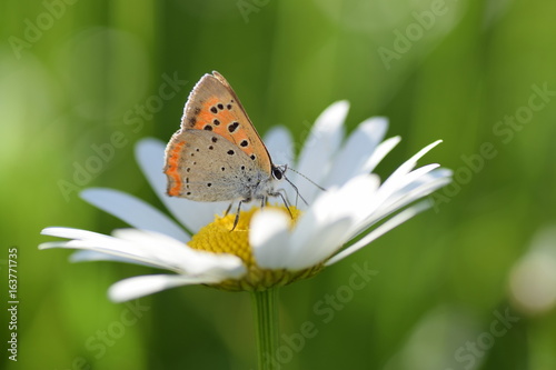 Красивая бабочка сидит на цветке и собирает нектар © Максим Хасанов