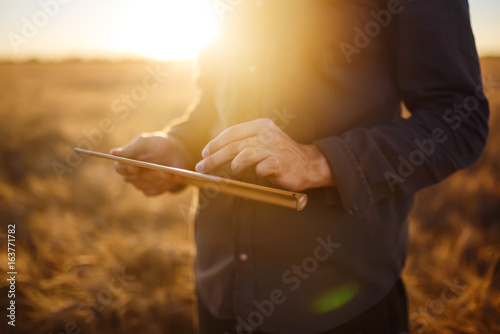 Farmer checking wheat field progress  holding tablet using internet.   