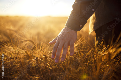 A man with his back to the viewer in a field of wheat touched by the hand of spikes in the sunset light.. Wheat sprouts in a farmer's hand.Farmer Walking Through Field Checking Wheat Crop

