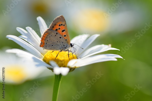 Красивая бабочка сидит на цветке и собирает нектар © Максим Хасанов