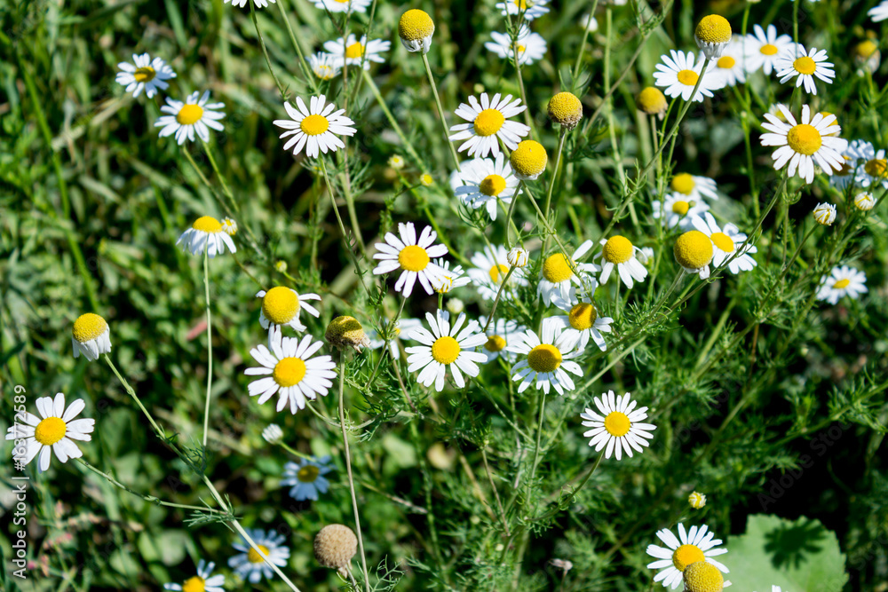 Fototapeta premium Chamomile flowerbed