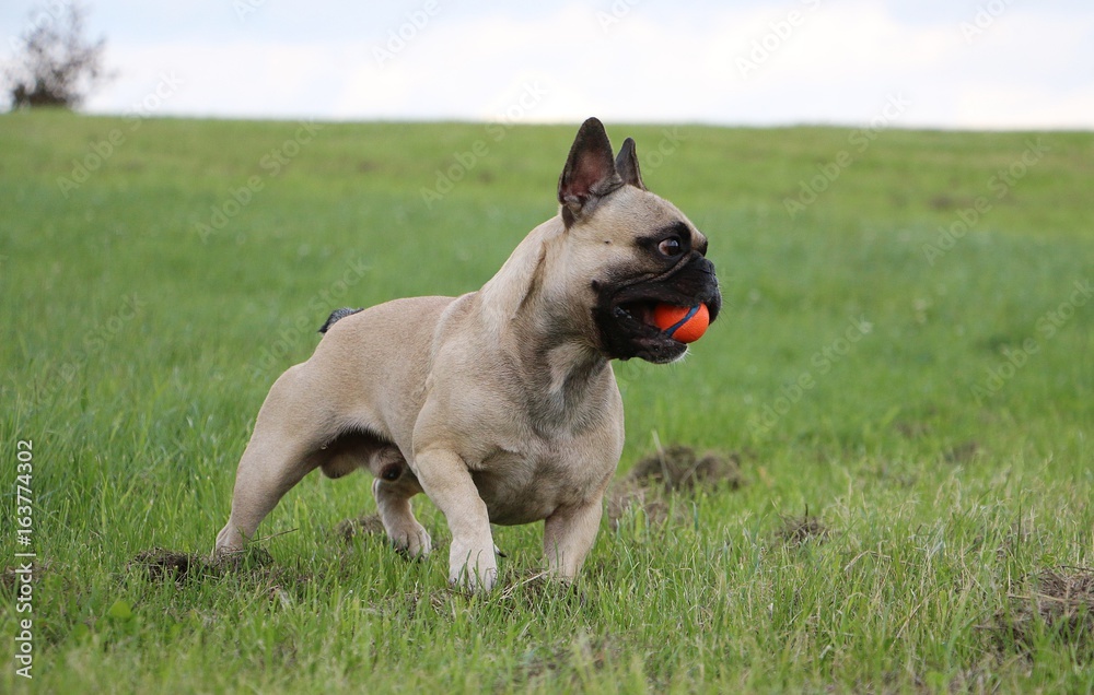 französische bulldogge hat spaß mit einem ball im garten