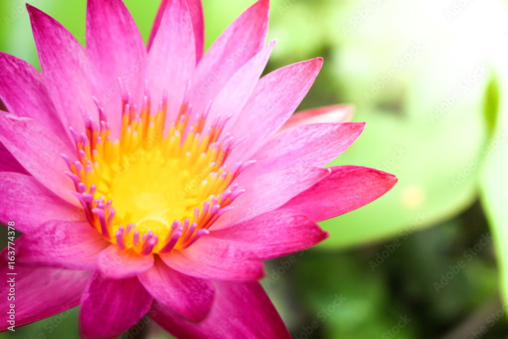Pink Lotus flower background Pink Lotus flower background