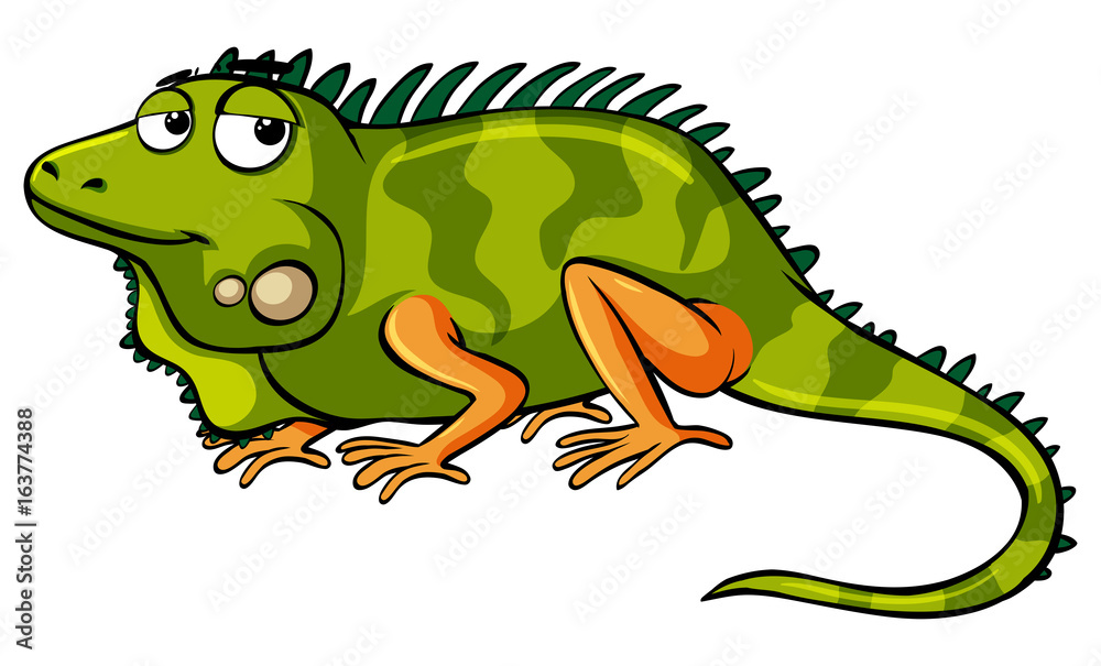 Obraz premium Green lizard on white background