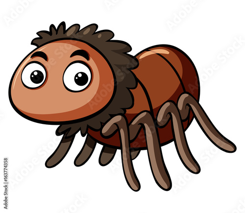 Brown spider on white background