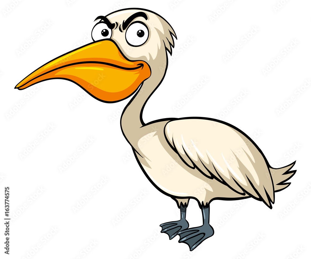Obraz premium Wild pelican on white background
