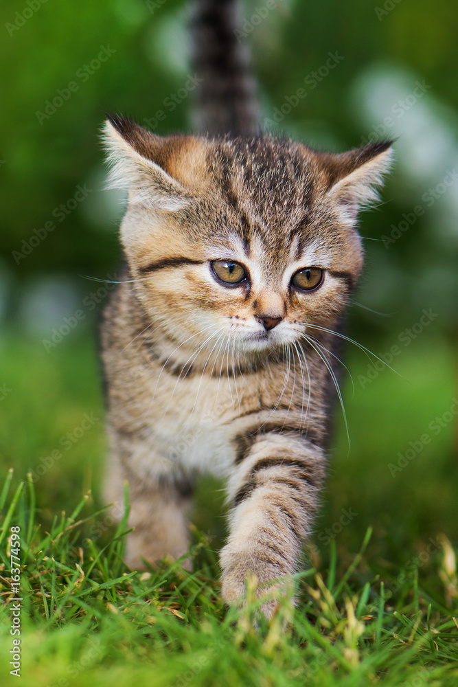 Kätzchen mit angelegten Ohren