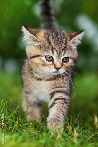 Kätzchen mit angelegten Ohren © DoraZett