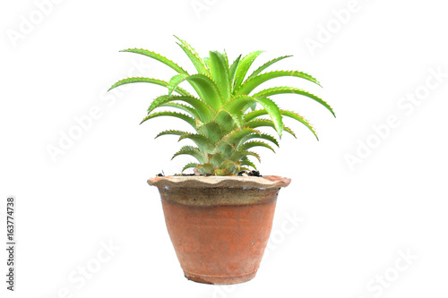 pineapple tree in pot