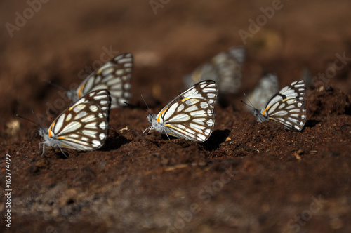 Papillon en Tanzanie