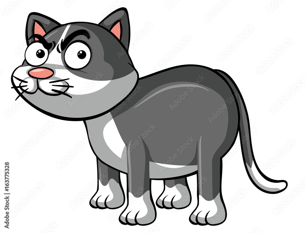 Angry cat on white background Angry cat on white background