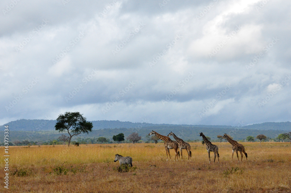 Troupeau sauvage, Tanzanie