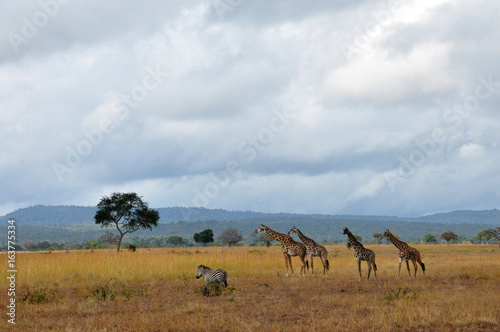 Troupeau sauvage  Tanzanie