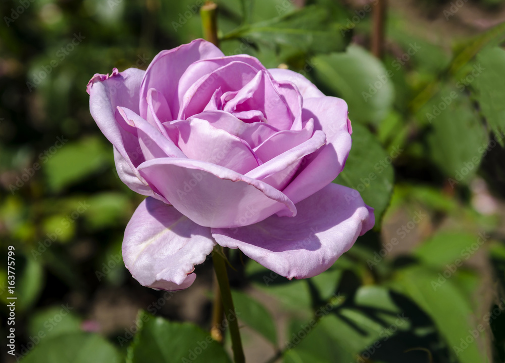 Flower of a purple rose on a green background