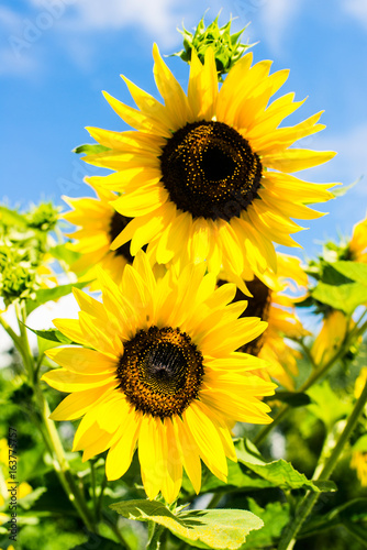 Fototapeta Naklejka Na Ścianę i Meble -  sunflower over blue sky - sunny day summertime good weather concept