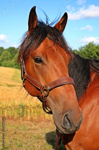 braunes pferdeportrait im kornfeld © Bianca
