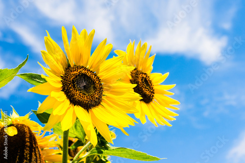 Fototapeta Naklejka Na Ścianę i Meble -  sunflower over blue sky - sunny day summertime good weather concept