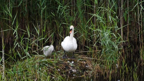 Swan and duscklings standing in nest preparing they feaders in syncron photo