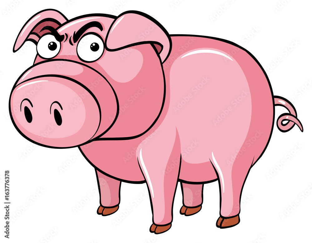 Pig with angry face Pig with angry face