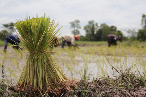 Seedlings and the expansion of rice fields for the natural planting of farmers. In the Asian landscapes  there is water  the sky and the mountain with the perfect nature