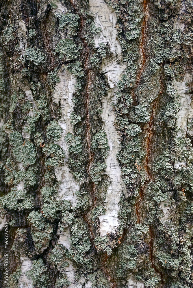 Fototapeta premium бело серая текстура из коры дерева берёзы