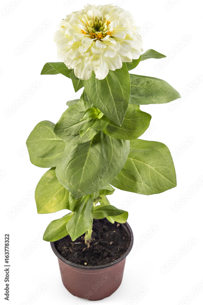White zinnia flower, Zinnia Elegans, in flower pot with green leaves. Close up view of zinnia flowers