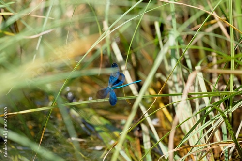  blue Dragonfly