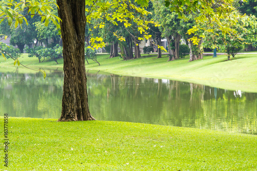 green grass, tree ,water in garden