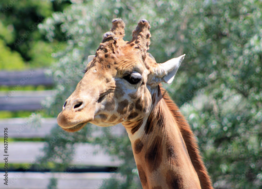 Naklejka premium Girafe, Zoo de Paris Vincennes