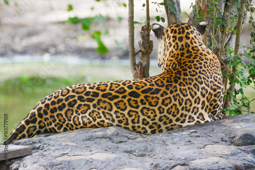 Leopard lying on rock