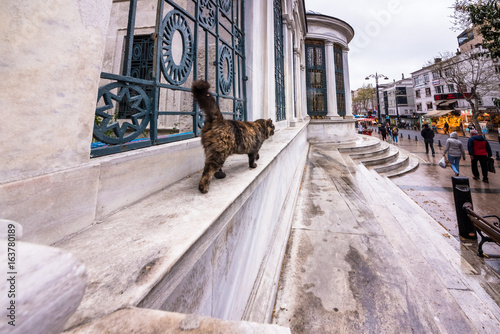 Istanbul homeless cat on the corner of a marble wall in the town of Istanbul,Turkey. © epic_images