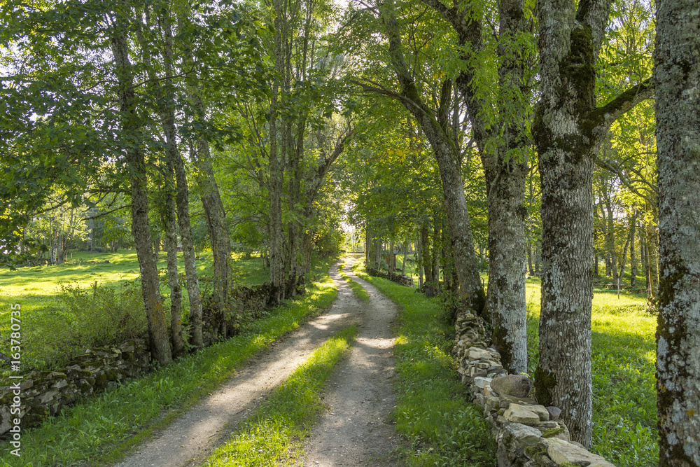 A traditional Estonian countryside road with trees and stony walls A traditional Estonian countryside road with trees and stony walls